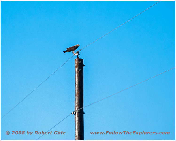 Buzzard, CR25/Rourke Rd, CO Buzzard, CR25/Rourke Rd, CO