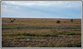 Pronghorn, CR25/Rourke Rd, CO Pronghorn, CR25/Rourke Rd, CO