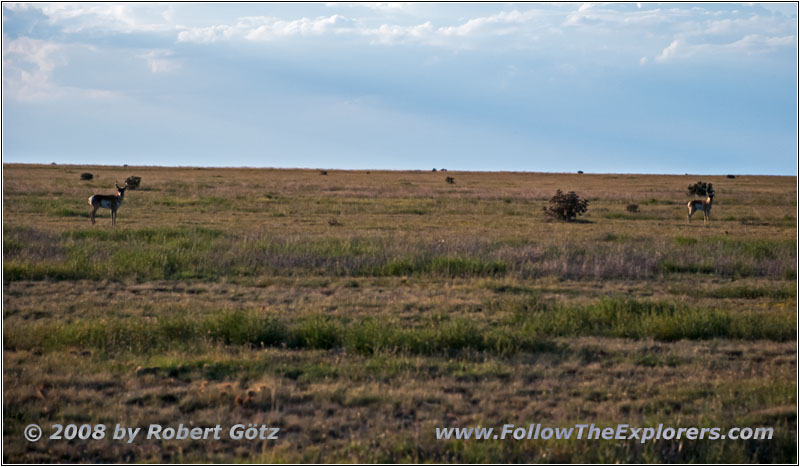 Pronghorn, CR25/Rourke Rd, CO Pronghorn, CR25/Rourke Rd, CO