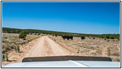 Cattle, CR_165.4, CO Cattle, CR_165.4, CO