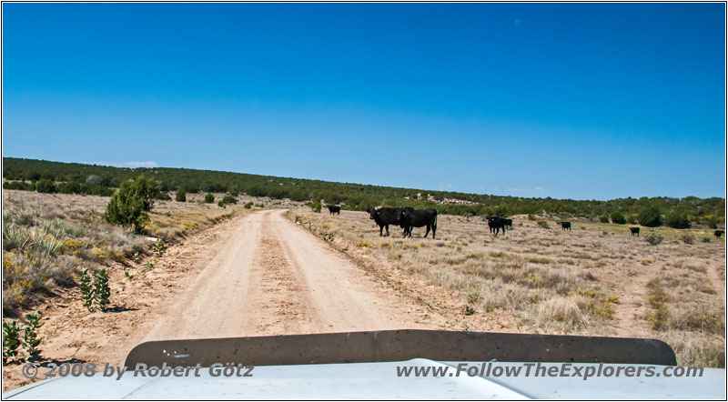 Cattle, CR_165.4, CO Cattle, CR_165.4, CO