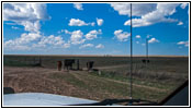 Cattle, CR 44, CO Cattle, CR 44, CO