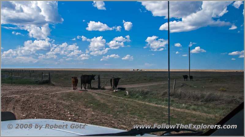 Cattle, CR 44, CO Cattle, CR 44, CO