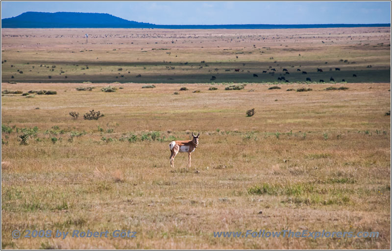 Pronghorn, CR 147, CO Pronghorn, CR 147, CO