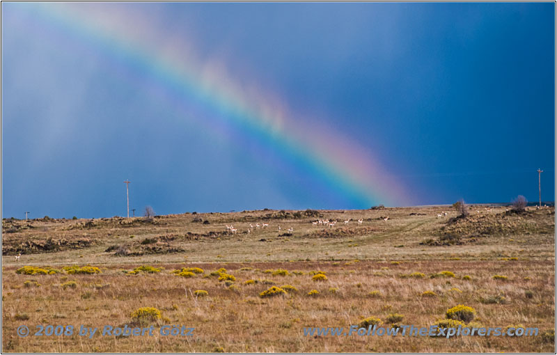 Pronghorn, Rainbow, Highway 325, NM Pronghorn, Rainbow, Highway 325, NM