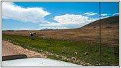 Horse, County Line Rd, NM Horse, County Line Rd, NM