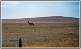 Pronghorn, County Line Rd, NM Pronghorn, County Line Rd, NM