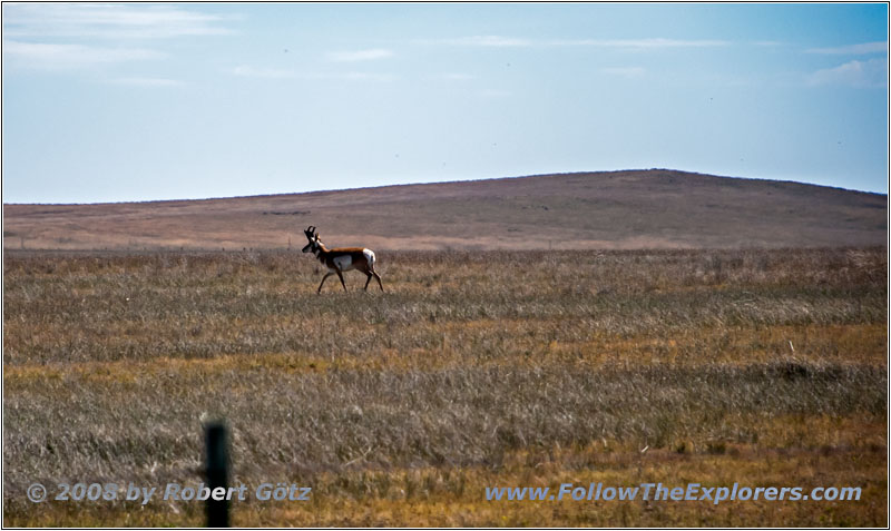 Pronghorn, County Line Rd, NM Pronghorn, County Line Rd, NM