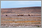 Pronghorn, County Line Rd, NM Pronghorn, County Line Rd, NM