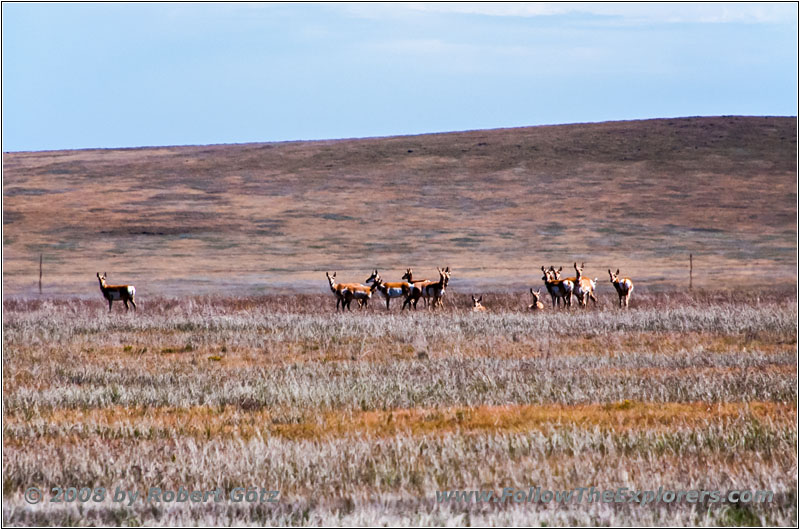 Pronghorn, County Line Rd, NM Pronghorn, County Line Rd, NM