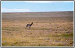 Pronghorn, CR A16, NM Pronghorn, CR A16, NM