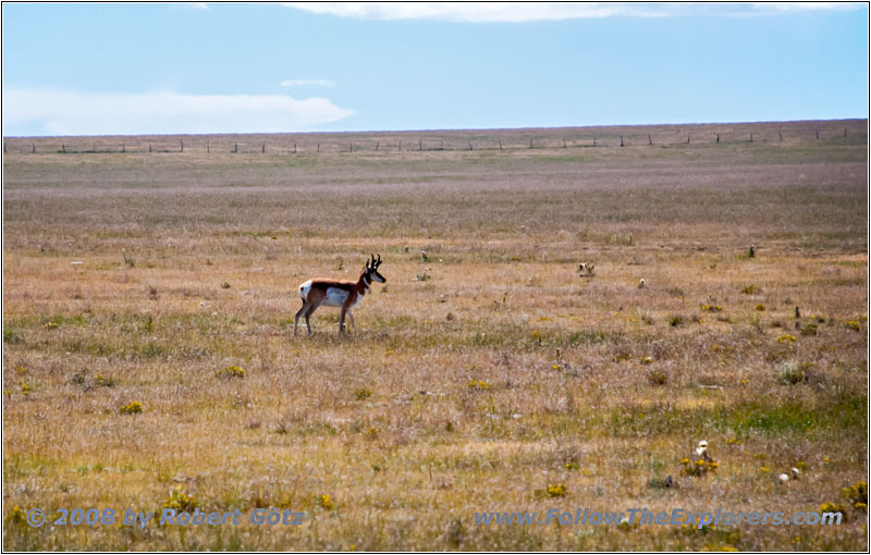 Pronghorn, CR A16, NM Pronghorn, CR A16, NM