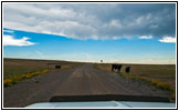 Cattle, Highway 193, NM Cattle, Highway 193, NM