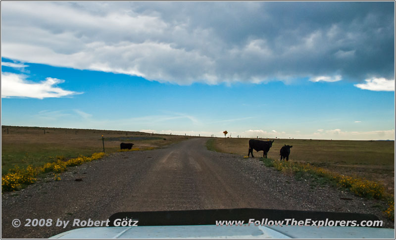 Cattle, Highway 193, NM Cattle, Highway 193, NM