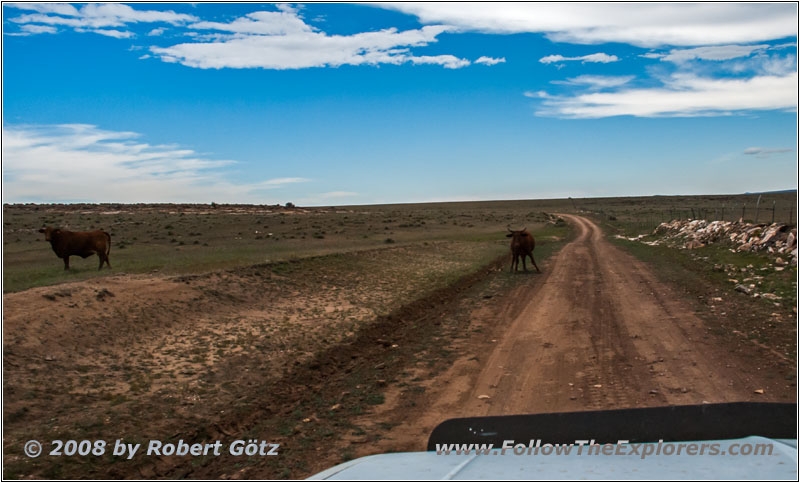 Cattle, CR A37, NM Cattle, CR A37, NM
