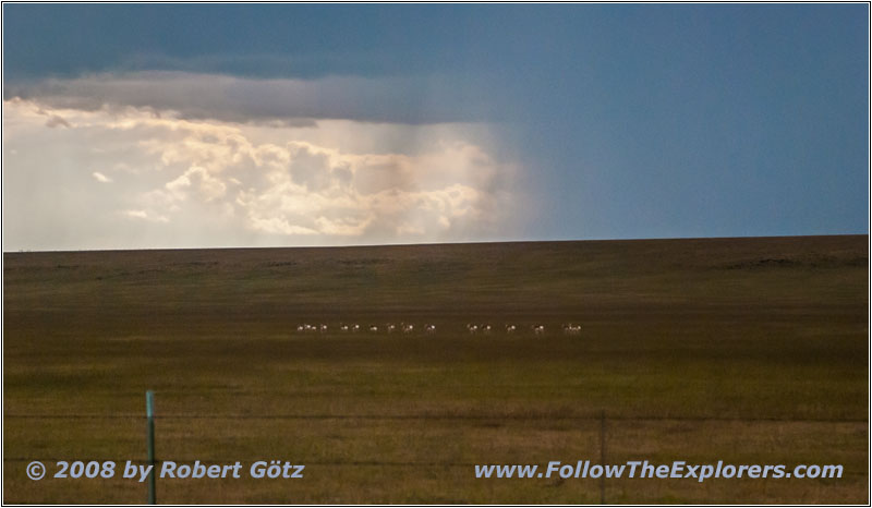 Thunderstorm, Pronghorn, Highway 120, NM Thunderstorm, Pronghorn, Highway 120, NM