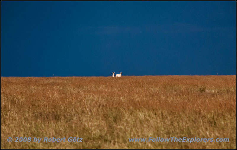 Thunderstorm, Pronghorn, Highway 39, NM Thunderstorm, Pronghorn, Highway 39, NM