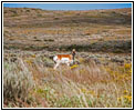 Pronghorn, CR1, TX Pronghorn, CR1, TX