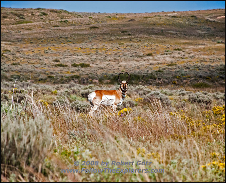 Pronghorn, CR1, TX Pronghorn, CR1, TX