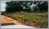 Turkey, Backroad, OK Turkey, Backroad, OK
