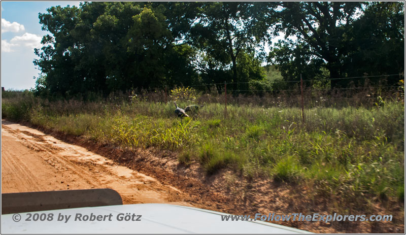 Turkey, Backroad, OK Turkey, Backroad, OK
