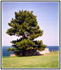 Rush Bagot Memorial, Old Fort Niagara, NY