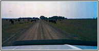 Livestock, Keldron Rd, SD