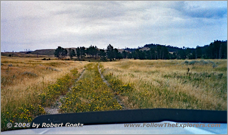 Forest Rd, MT Forest Rd, MT
