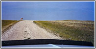 Pronghorn, Ridge Rd, MT