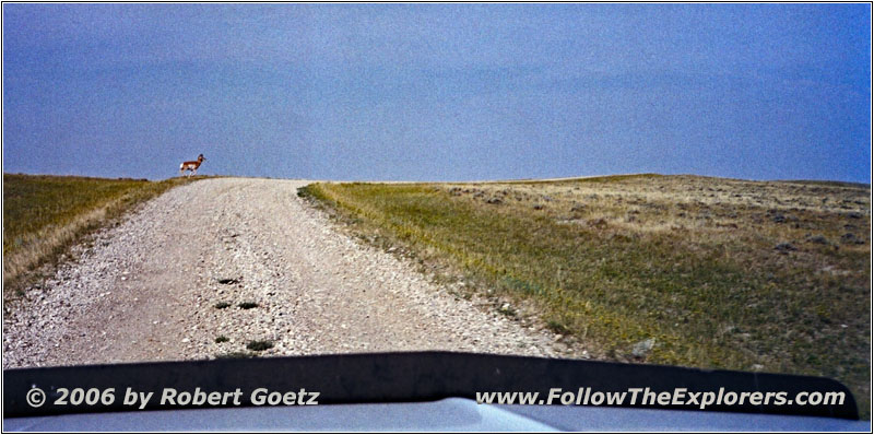 Pronghorn, Ridge Rd, MT Pronghorn, Ridge Rd, MT