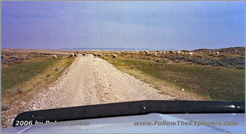 Schafe, Ridge Rd, Montana