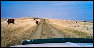 Cattle, Ridge Rd, MT Cattle, Ridge Rd, MT