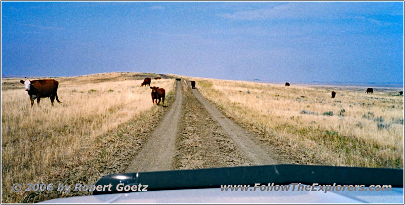 Cattle, Ridge Rd, MT