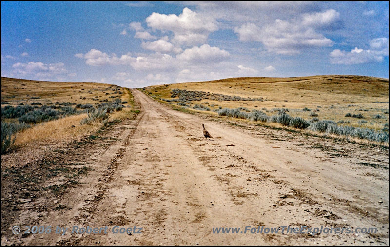 Partridge, Powderville Rd, MT Partridge, Powderville Rd, MT