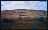 Pronghorn, Powderville East Rd, MT