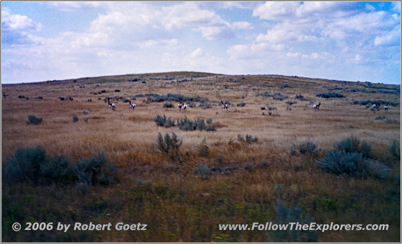 Gabelbock, Powderville East Rd, Montana