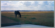 Horse, Highway 544, MT