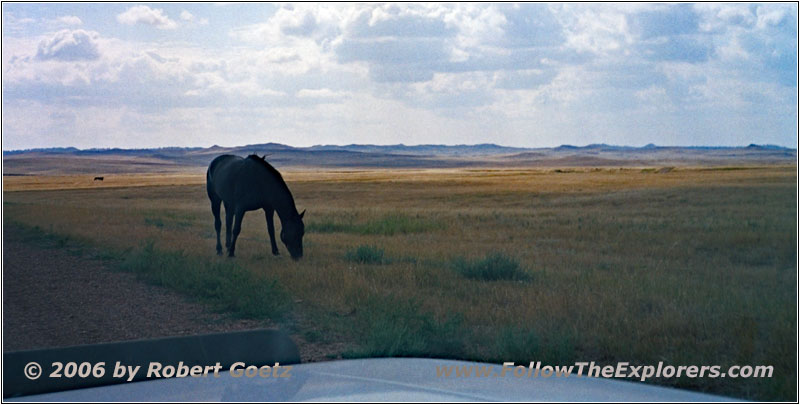 Horse, Highway 544, MT