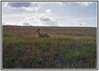 Deer, Rockypoint Rd, WY Deer, Rockypoint Rd, WY