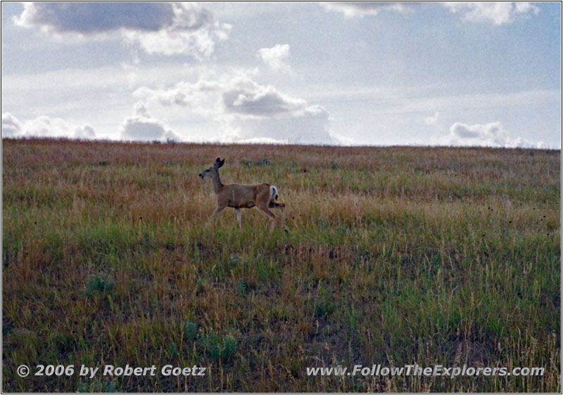 Deer, Rockypoint Rd, WY Deer, Rockypoint Rd, WY