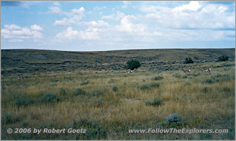 Gabelbock, Jenkins Rd, Wyoming