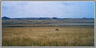 Pronghorn, D Rd/CoRd 68, WY