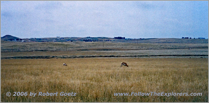 Pronghorn, D Rd/CoRd 68, WY Pronghorn, D Rd/CoRd 68, WY