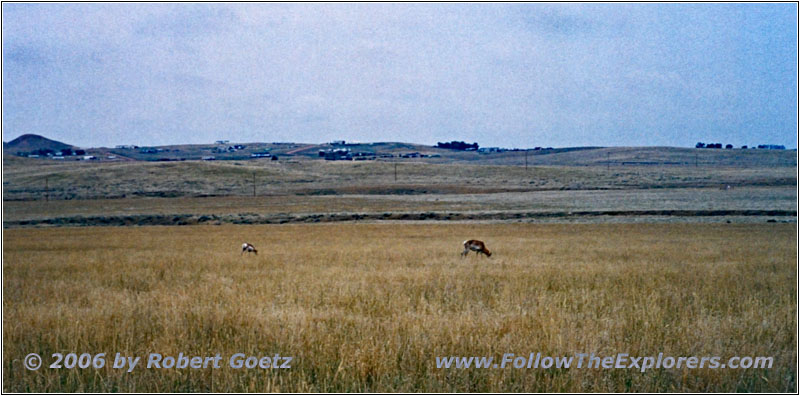 Gabelbock, D Rd/CoRd 68, Wyoming