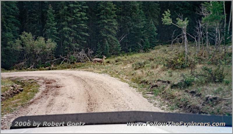 Deer, Crazy Woman Canyon Rd, WY