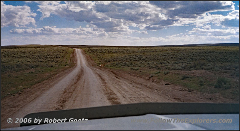 Pronghorn, BLM Rd 5201, WY Pronghorn, BLM Rd 5201, WY