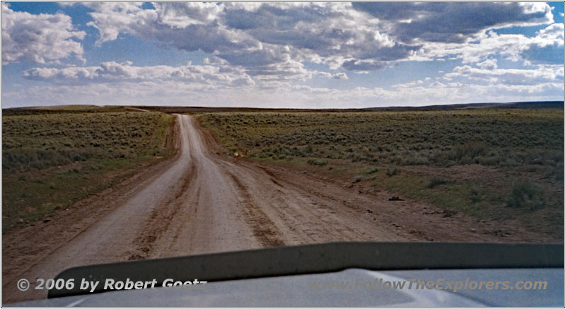 Gabelbock, BLM Rd 5201, Wyoming