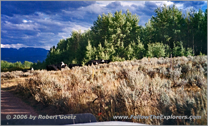 Cattle, Union Pass Rd, WY