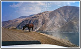 Pferd auf Snake River Rd, Snake River, Oregon