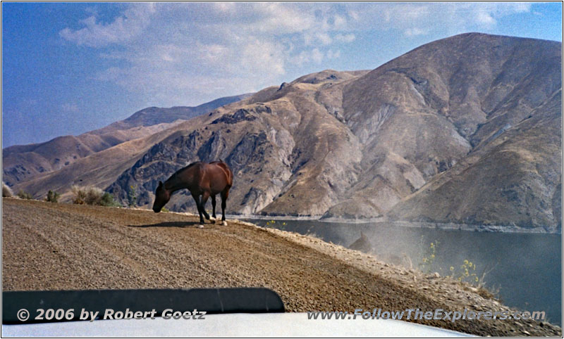 Pferd auf Snake River Rd, Snake River, Oregon